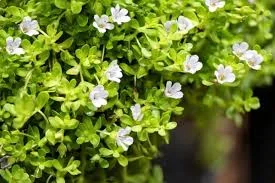 Bacopa Monnieri