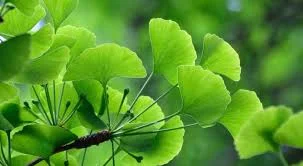 Neidonhiuspuu (Ginkgo Biloba)
