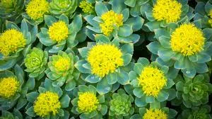 Ruusujuuriuute (Rhodiola Rosea)