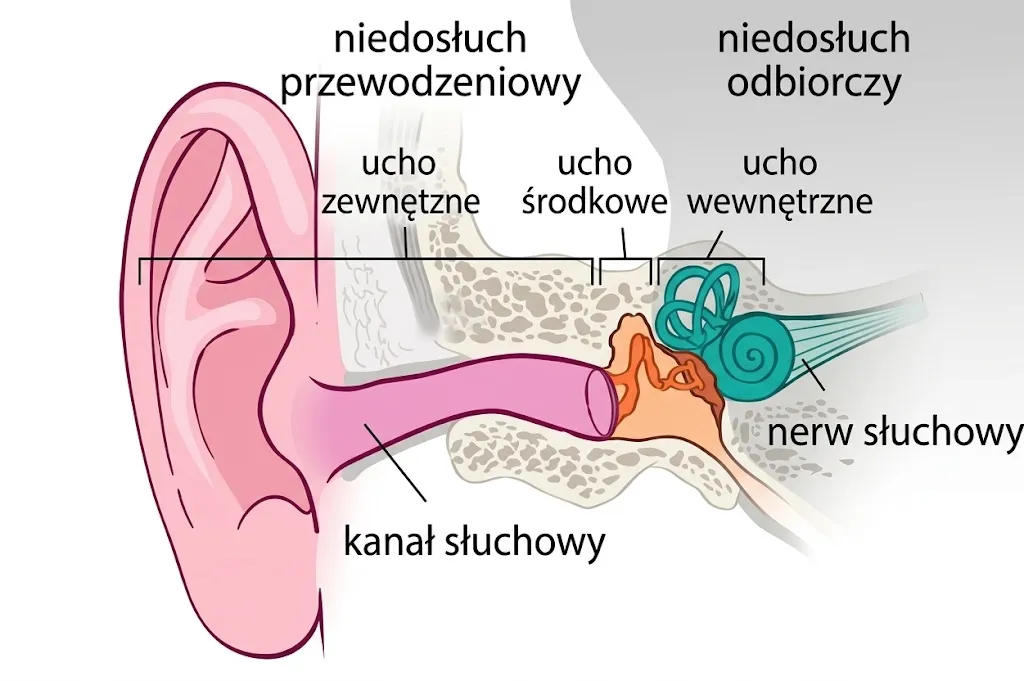 Mikrokrążenie i anatomia ucha wewnętrznego